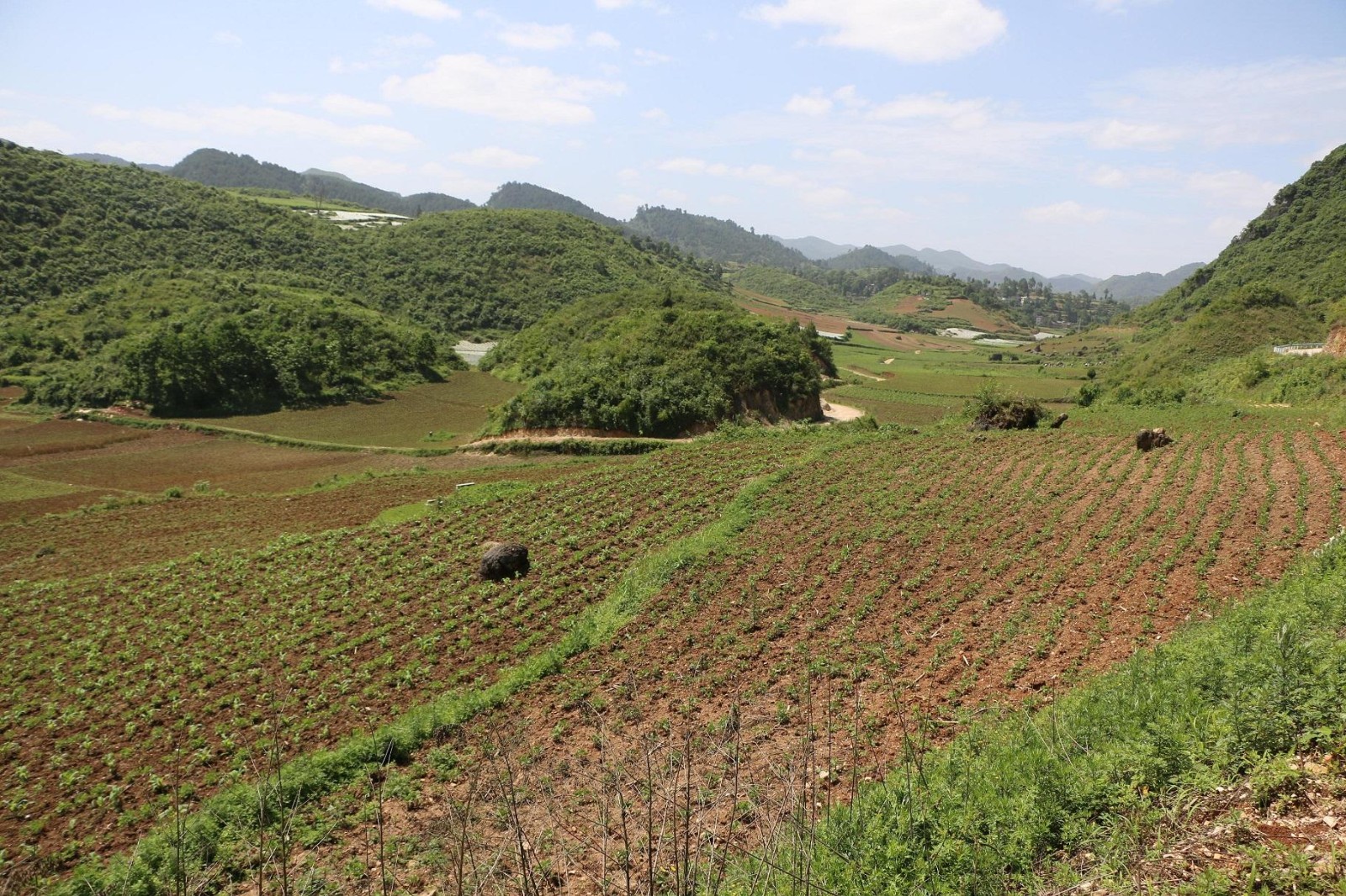 王场镇0亩 水田 出租