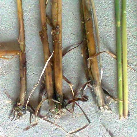 水稻细菌性基腐病