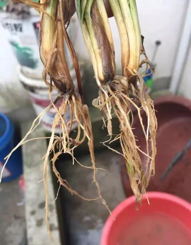 小麦根腐病