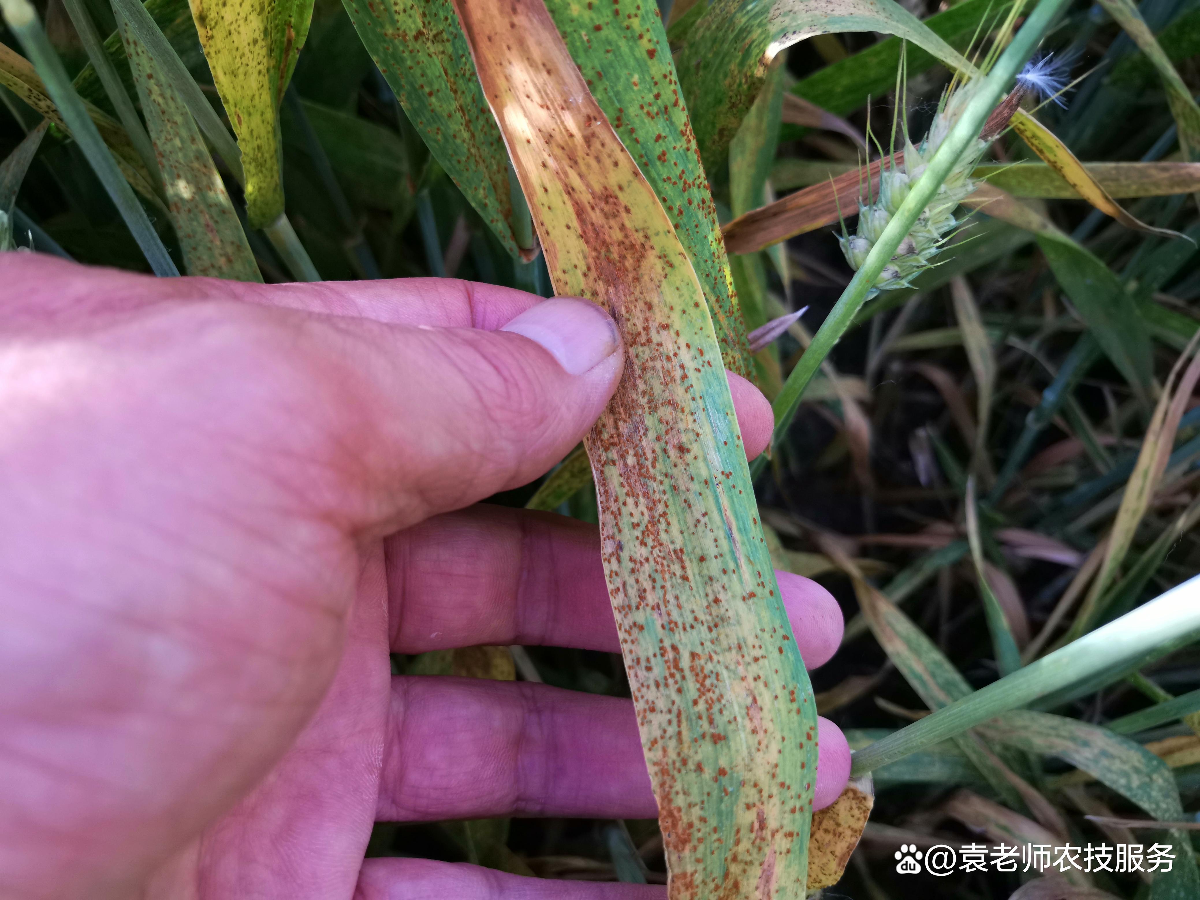 小麦锈病