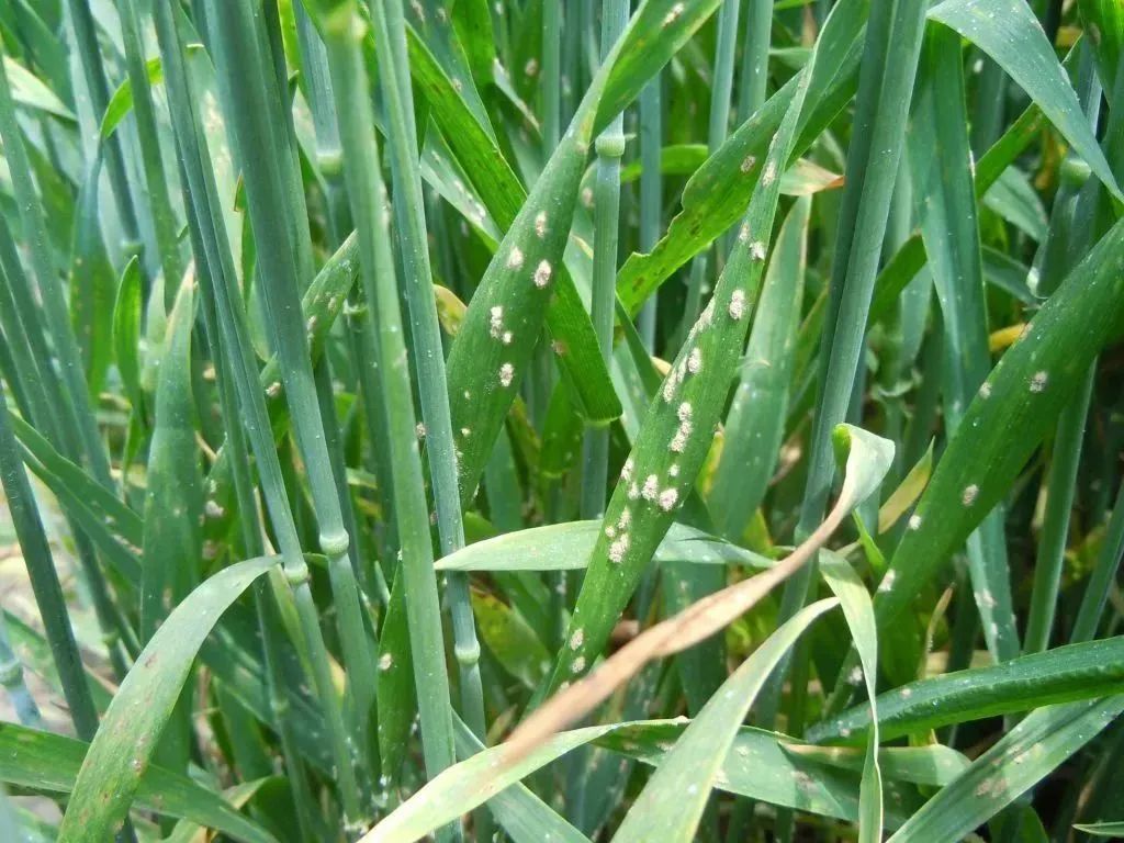 小麦白粉病