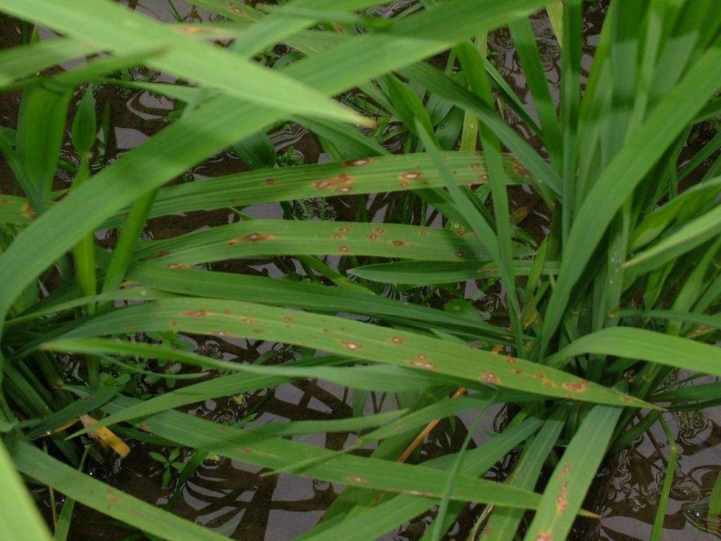 水稻霜霉病