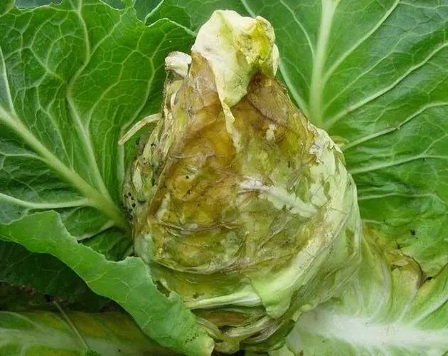 蔬菜病害